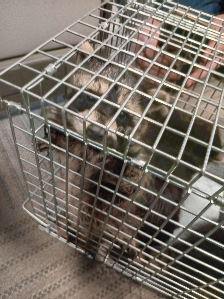 Wildlife Removal Winchester