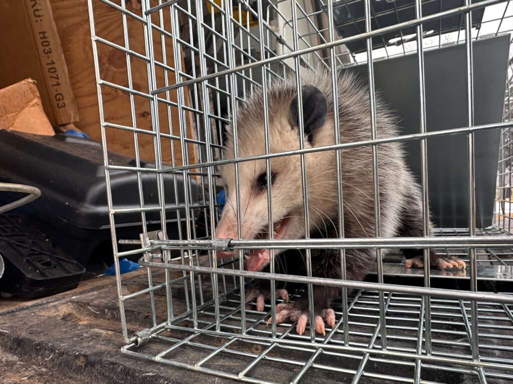 Wildlife Removal Winchester