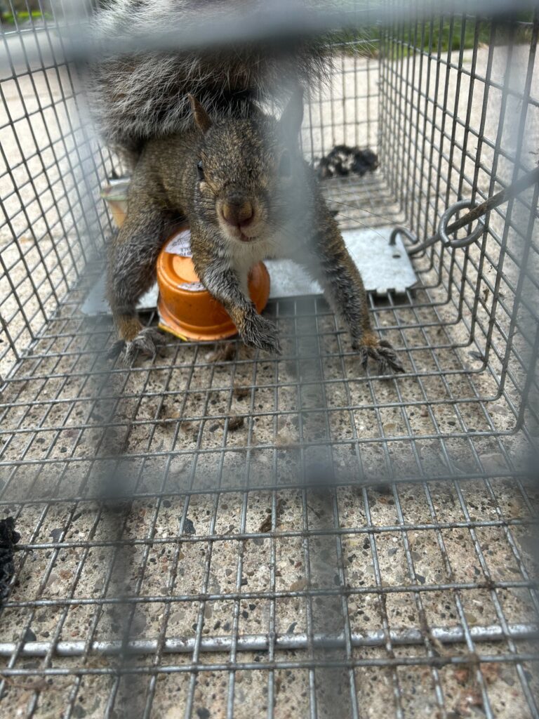 Wildlife Removal Winchester