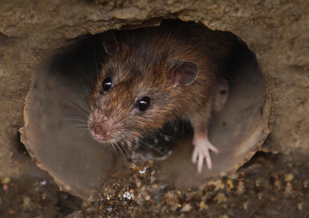 Wildlife Removal Winchester
