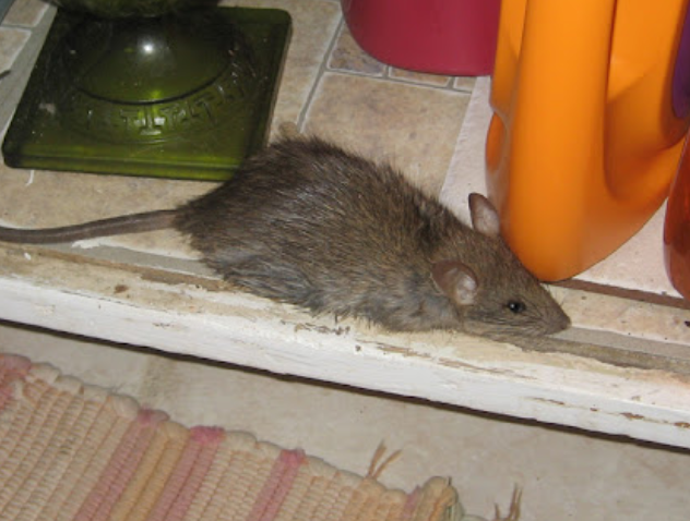 Wildlife Removal Winchester