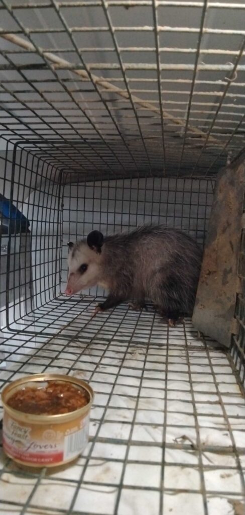 Wildlife Removal Winchester
